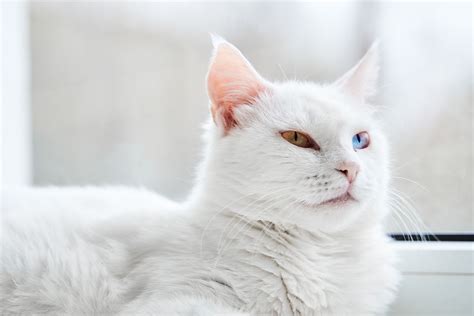 Turkish Angora Cat Pros And Cons Hellobark