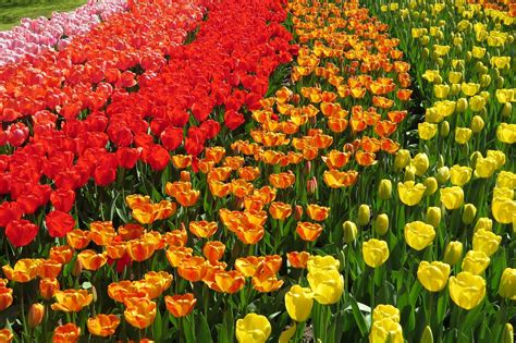 The Best Places To See Tulips In The Netherlands Tulip Season Tulip