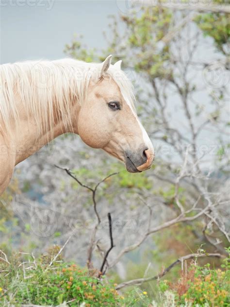 Portrait Of Palomino Stallion Of Quarterhorse Breed 876889 Stock Photo