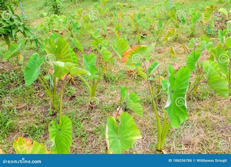 Taro Plantation Colocasia Esculenta In Tropical Climate On