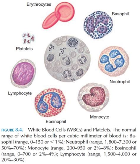 White Blood Cells Leukocytes