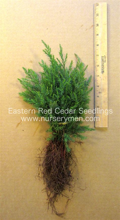 Eastern Red Cedar Seedlings Evergreen Trees For Sale