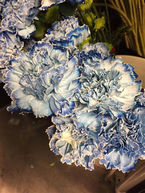 Blue Carnations 💙 Blue Carnations Carnations Flowers