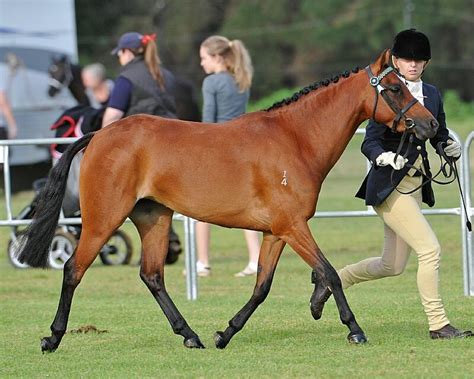 The Australian Riding Pony Is A Breed Of Pony Developed In Australia