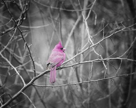 17 Best Images About Birds Cardinals On Pinterest Virginia