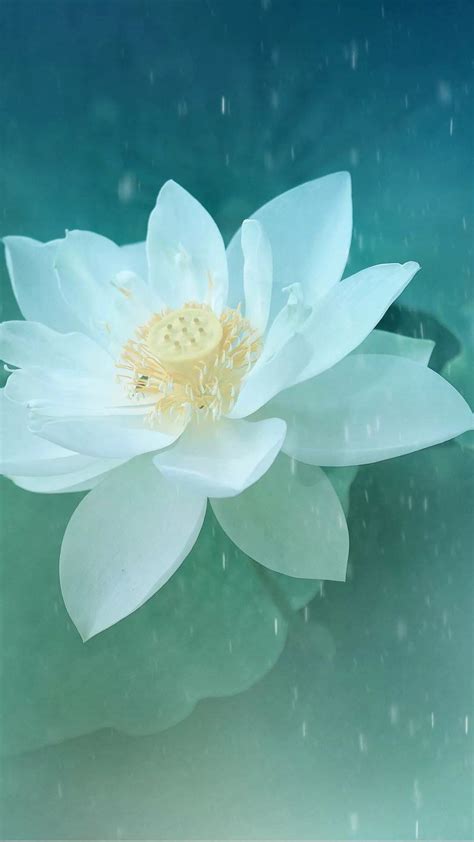 Lotus Flower Wallpaper Iphone