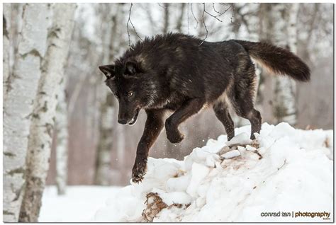 Eastern Or Black Timber Wolf Canis Lycaon C Photographed At