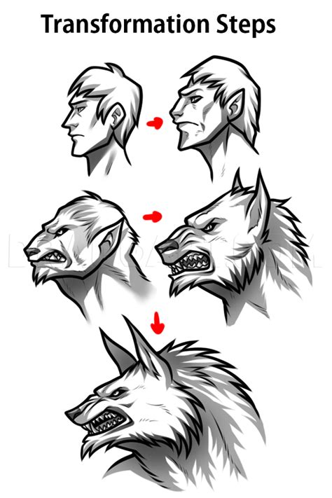 How To Draw Werewolf Transformations Step By Step Drawing Guide By Dawn Dragoart