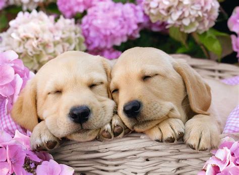 Finde jetzt schnell die besten angebote für süße hunde welpen kaufen auf focus online kleinanzeigen. Süße Hunde im Körbchen | Kinderpuzzle | Puzzle | Produkte ...