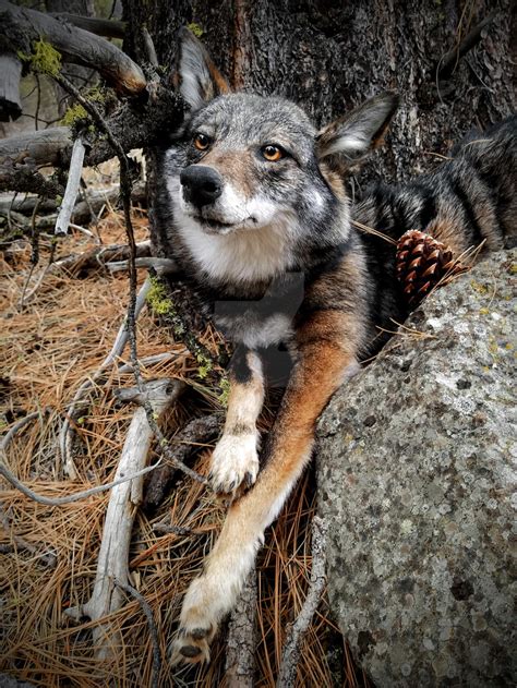 Dark Eastern Coyote By Adarkernemisis On Deviantart