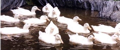 ducks  fun aylesbury page