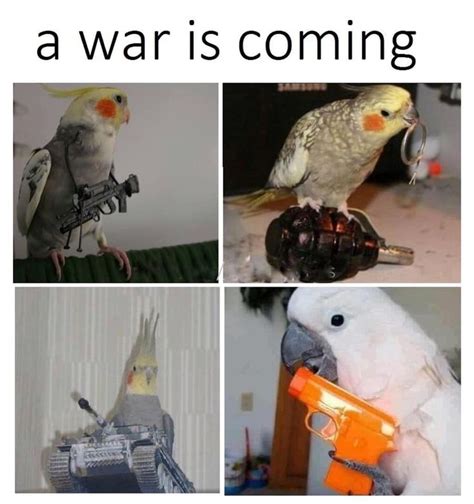 Birb Memes Animals Bird Parrot