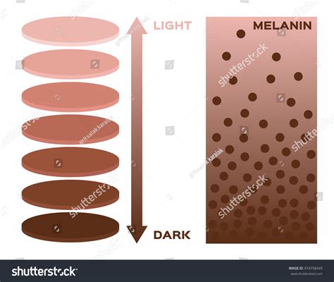 Skin Color And Melanin Index Infographic 스톡 벡터로열티 프리 474758449