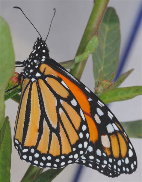 Male Monarch Butterfly By Douglass Moody Photo 1818245 500px