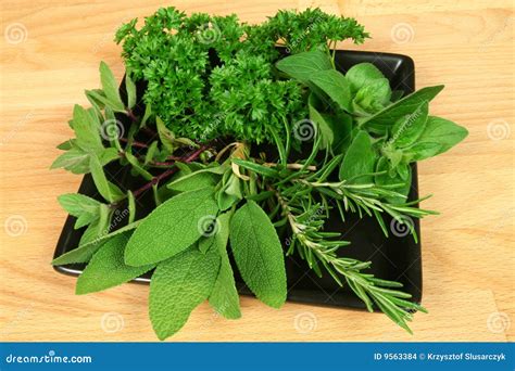 Green Fresh Herbs Stock Photo Image Of Bowl Herb Natural 9563384