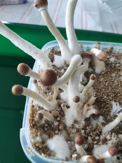 First Grow Psilocybe Azurescens Rshrooms
