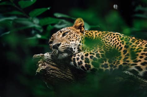 Download Jaguar At Amazon Forest Wallpaper