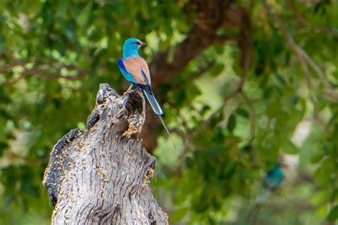 Bird Watching Holidays In Niumi National Park In Gambia
