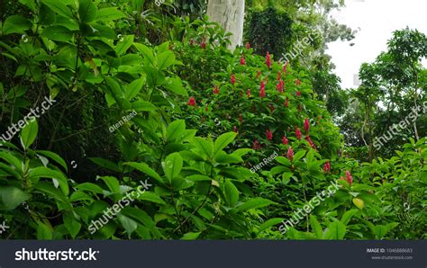 Tropical Rainforests Plants Trees Stock Photo 1046888683 Shutterstock