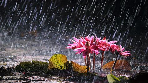 Falling Rain Drops On Pink Water Lily Flower Green Leaves Hd Rain