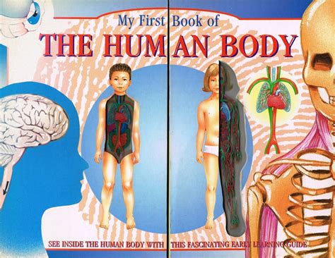 My First Book Of The Human Body By Dr John H R Brook Editor