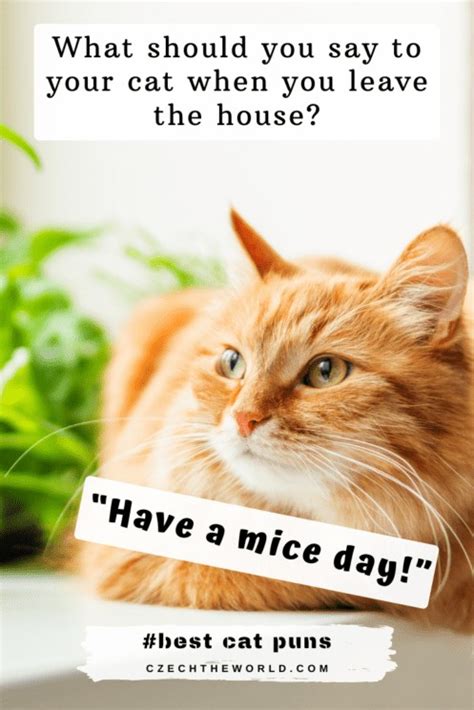 Best Cat Puns And Jokes That Are Simply Paw Some