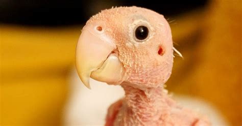 Cute Naked Bird Dressed In Tiny Knitted Jumpers Becomes Famous Instagram Star With