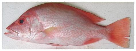 Rasanya pedas manis, sangat cocok dengan kebanyakan lidah orang indonesia. Gambar Ikan Kakap - Animasi Korea Meme Lucu Emo Bergerak