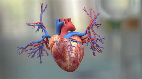3d Heart Animation Videos Medical Animation Studio 3d Animation