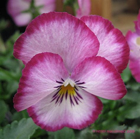 Pansy Ultima Radiance Pink Pansies Flowers Pansies Flowers