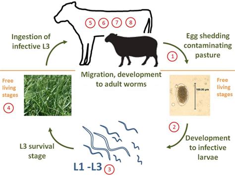 Worm Infestation on Ruminant Animals: Symptoms and Treatment