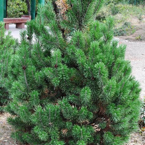 Pinus Mugo Mughus Pin Des Montagnes Nain Scardera