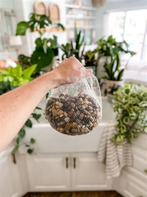 What are gnats, what are they attracted to, how do i get rid of them, and how do i prevent them from coming back? How to Get Rid of Gnats on Houseplants - Cotton Stem