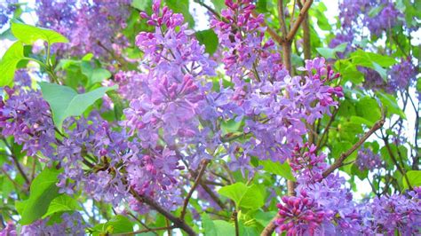 Pin By Melanie Champagne On Scenery And Plants Lilac Tree Tree Leaf