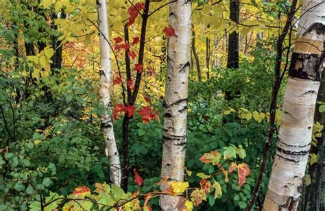 Free Stock Photo Of View Of Autumn Birch Trees Download Free Images