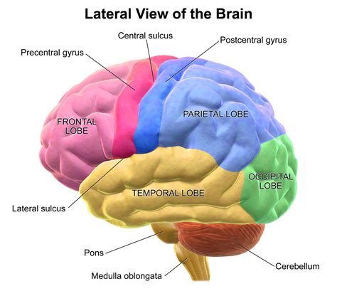 Where Is The Occipital Lobe In Relation To The Frontal Lobe Of The