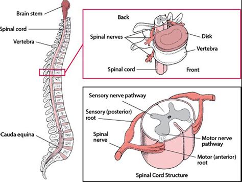Chiropractic Improves Circulation That Can Help Increase Productivity