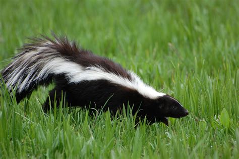 What To Do When A Skunk Sprays A Dog