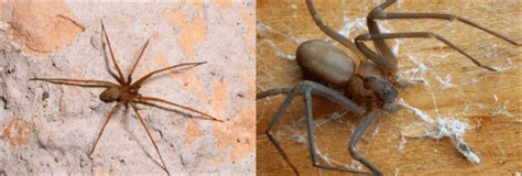 The 4 Poisonous Spiders Found In Virginia Id Guide Bird Watching Hq
