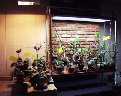 Heat is the enemy of any indoor grow project. Orchid collection under T5 high-output fluorescent and HID ...