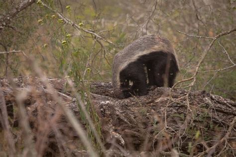 A Honey Badger After Some Honey Africa Geographic