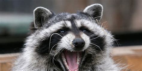 Can Dogs Get Rabbies From Biting Racoon Racoons Pet Raccoons The