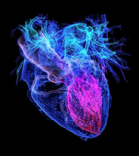 Human Heart Photograph By K H Fungscience Photo Library