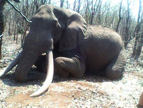Zimbabwe Hunter Kills One Of The Biggest Elephants Ever Seen In The Country IBTimes UK