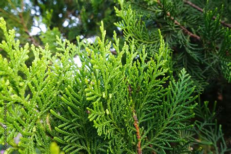Detail Of Fresh Green Pine Leaves Oriental Arborvitae Thuja
