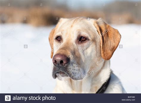 Adult Male Yellow Labrador Retriever In A Winter Setting