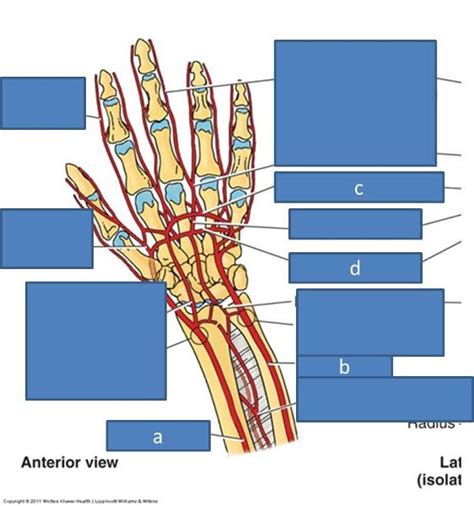 Anatomy Block Iii Wrist And Hand Flashcards Easy Note Vrogue Co