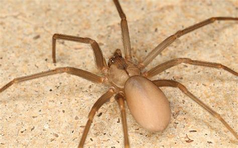 The Truth About Brown Recluse Spiders In Aiken