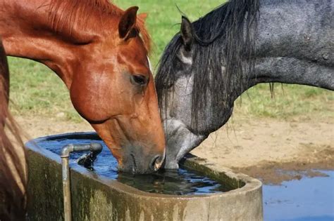 How Do Horses Drink Horse Thirst Quenching Facts Explained Best