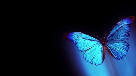 Blue Butterfly Wallpaper Background 63 Images